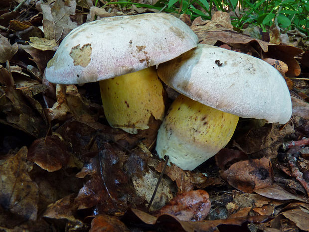 hríb horký Caloboletus radicans (Pers.) Vizzini