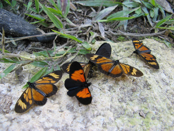 motýle Castilia perilla