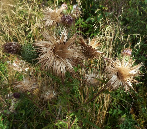 pichliač obyčajný Cirsium vulgare (Savi) Ten.