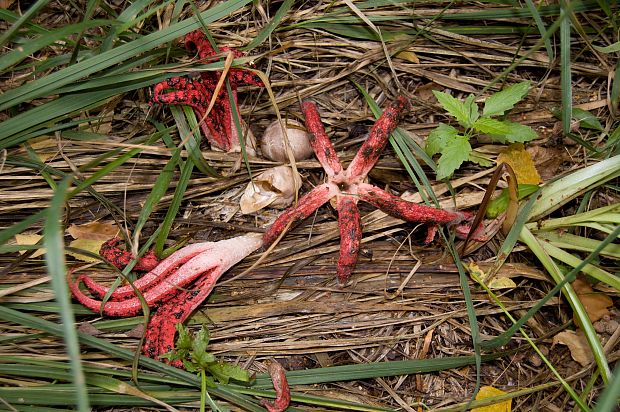 mrežovka kvetovitá Clathrus archeri (Berk.) Dring