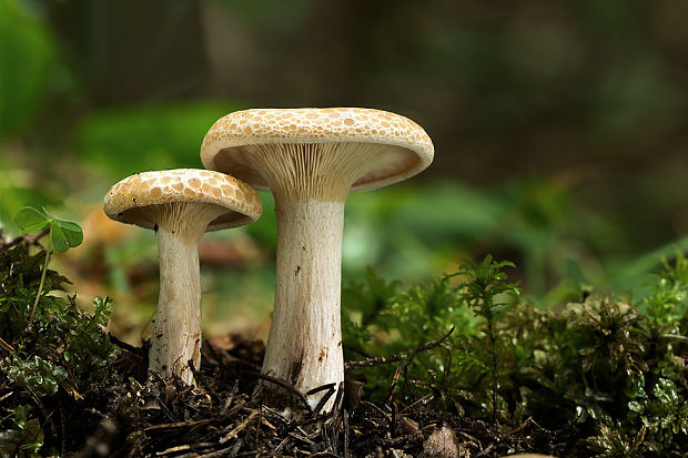 strmuľka Clitocybe sp.