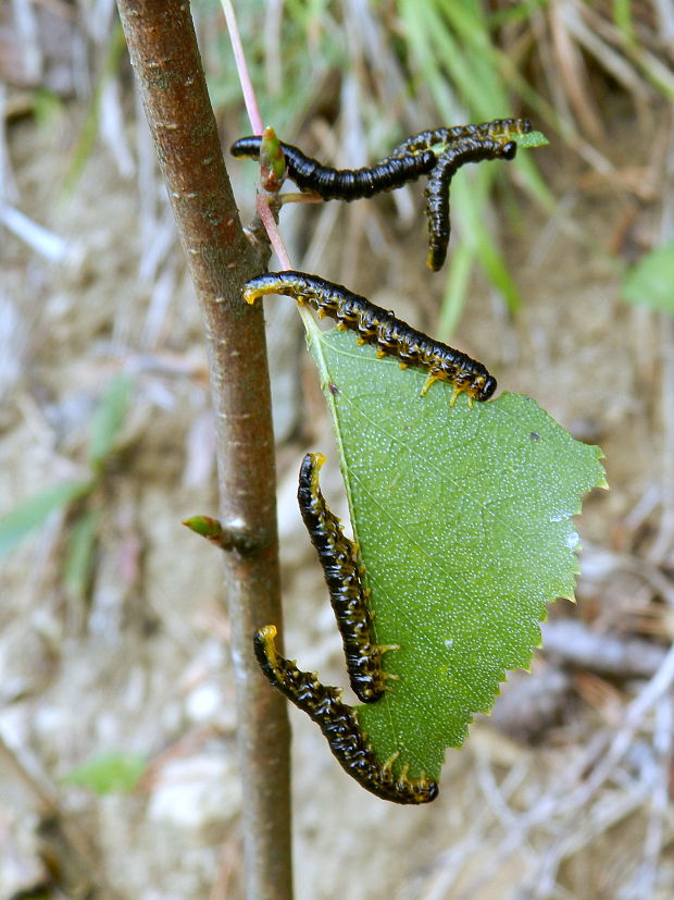 piliarka  Craesus latipes