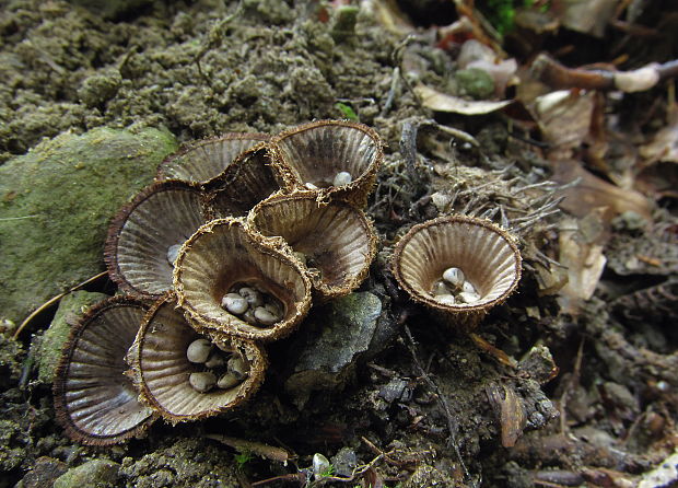 čiaškovec pásikavý Cyathus striatus (Huds.) Willd.