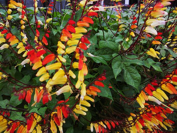 povojník  Ipomoea lobata (Cerv.) Thell.