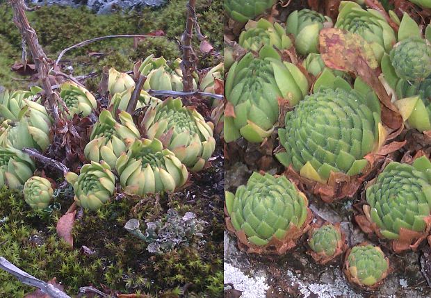 skalničník guľkovitý srstnatý Jovibarba globifera subsp. hirta (L.) J. Parn.