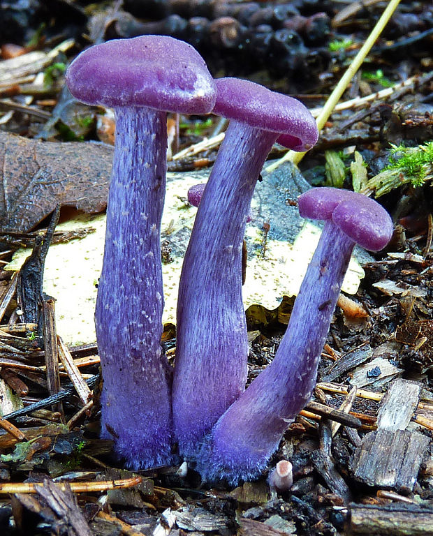 lakovka ametystová Laccaria amethystina (Huds.) Cooke