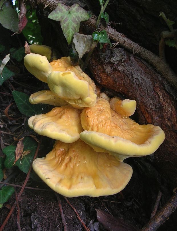 sírovec obyčajný Laetiporus sulphureus (Bull.) Murrill