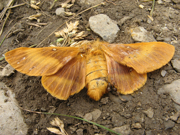 priadkoveec dubový Lasiocampa quercus