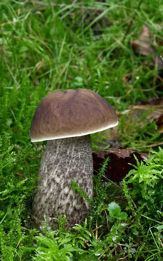 kozák hrabový Leccinum pseudoscabrum (Kallenb.) Šutara