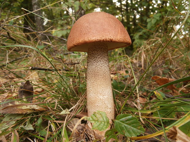 kozák Leccinum sp.