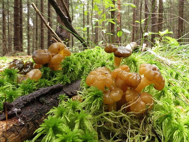 klincovka slizká Leotia lubrica (Scop.) Pers.