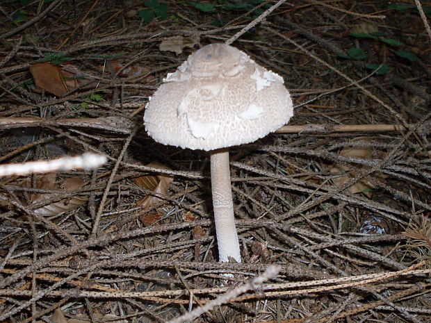 bedľa štíhla Macrolepiota mastoidea (Fr.) Singer