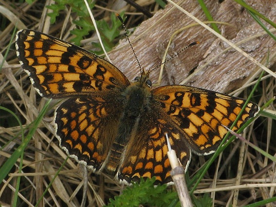 motýle Papilionoidea superfam.