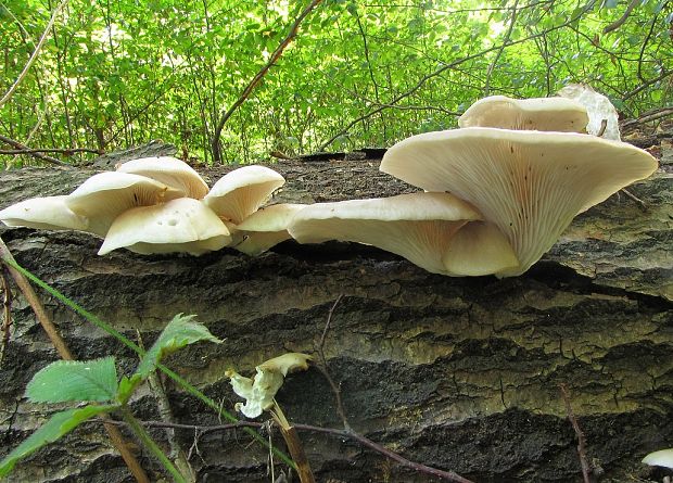 hliva buková Pleurotus pulmonarius (Fr.) Quél.