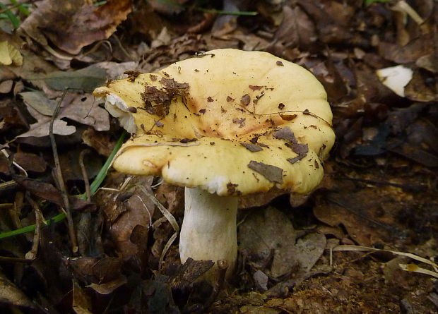 plávka hlinovožltá Russula ochroleuca Fr.