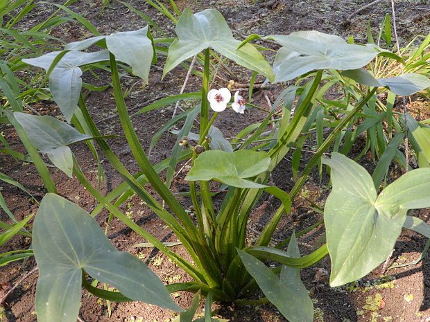 šípovka vodná Sagittaria sagittifolia L.