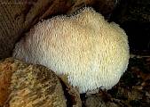 koralovec ježovitý