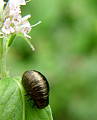 liskavka mätova  /larva/