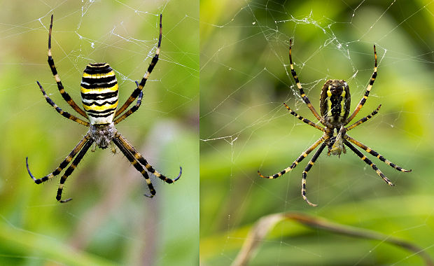 križiak pásavý Argiope bruennichi