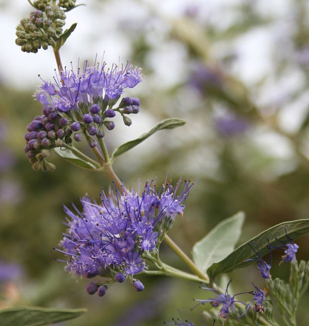 Caryopteris × clandonensis Simmonds