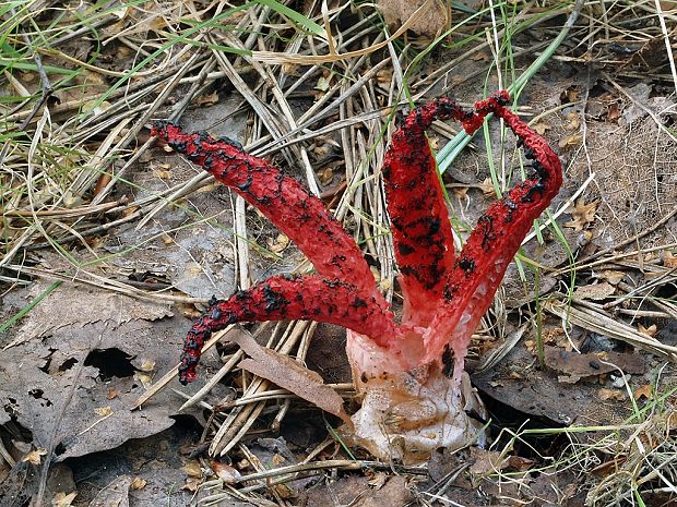 mrežovka kvetovitá Clathrus archeri (Berk.) Dring