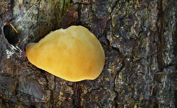 belák horský Climacocystis borealis (Fr.) Kotl. & Pouzar