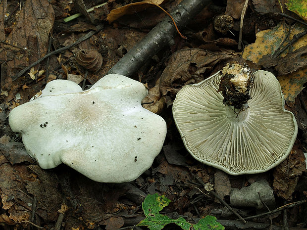 strmuľka anízová Clitocybe odora (Bull.) P. Kumm.