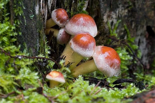 strapcovka tehlovočervená Hypholoma lateritium (Schaeff.) P. Kumm.