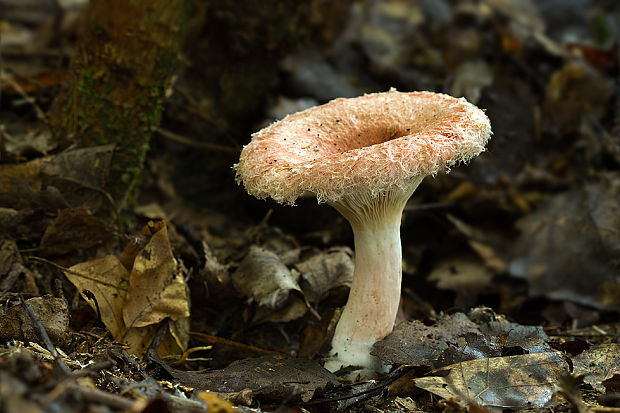 rýdzik Lactarius sp.