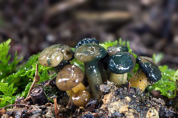 klincovka slizká Leotia lubrica (Scop.) Pers.