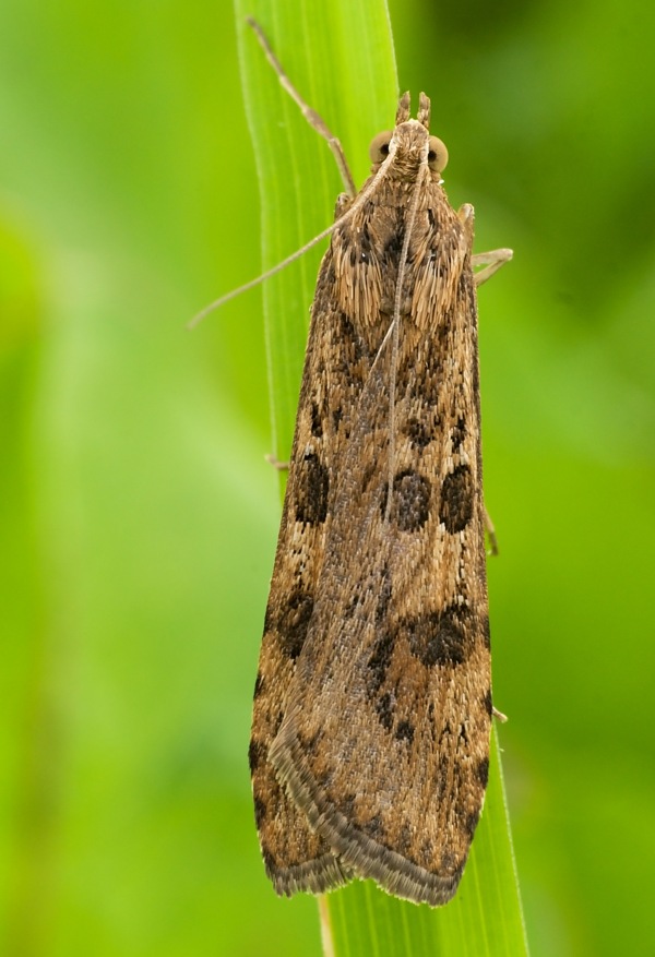 vijačka sťahovavá Nomophila noctuella Denis & Schiffermüller, 1775