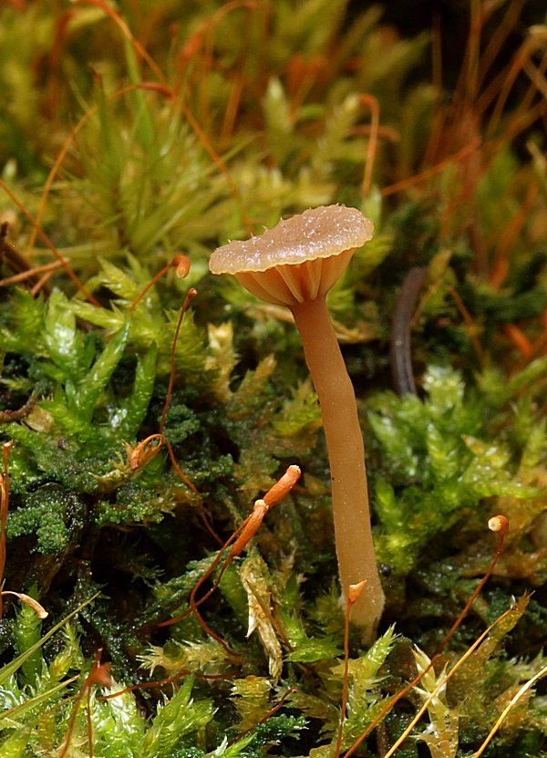 kalichovka ? Omphalina sp.