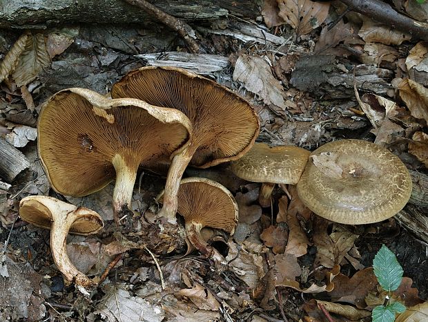 čechračka jelšová Paxillus rubicundulus  P.D. Orton