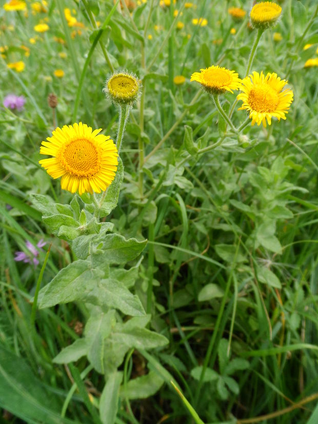 blšník červienkový Pulicaria dysenterica (L.) Bernh.