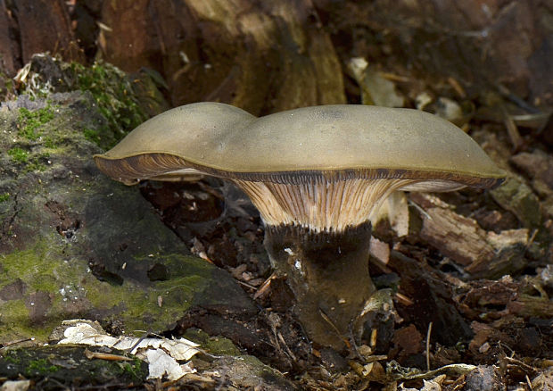 čechračka tmavohlúbiková Tapinella atrotomentosa (Batsch) Šutara