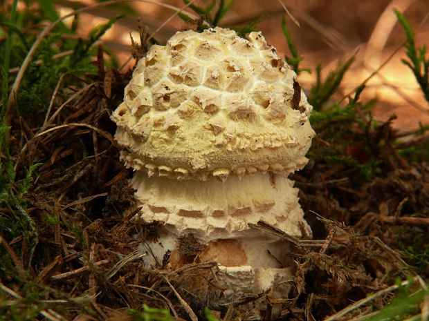 muchotrávka Amanita sp.