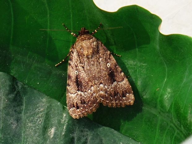 blyšťavka orechová Amphipyra pyramidea