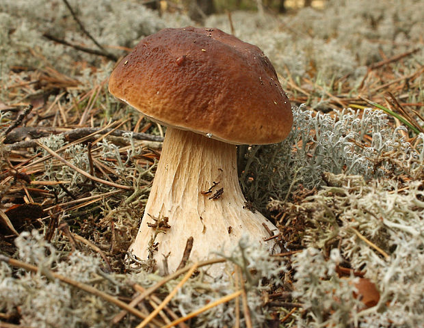 hríb smrekový Boletus edulis  Bull.