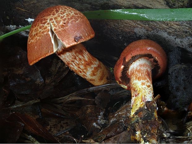 pavučinovec červenošupinatý Cortinarius bolaris (Pers.) Fr.