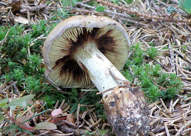 pavučinovec anízový Cortinarius odorifer Britzelm.