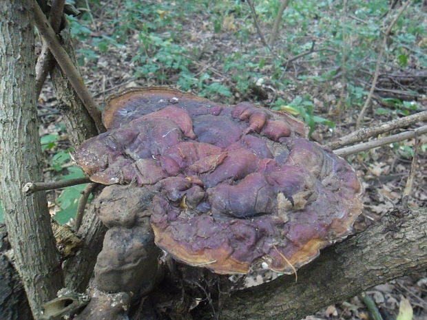 lesklokôrovka obyčajná Ganoderma lucidum (Curtis) P. Karst.