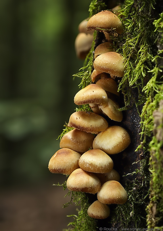 šupinačka menlivá Kuehneromyces mutabilis (Schaeff.) Singer & A.H. Sm.