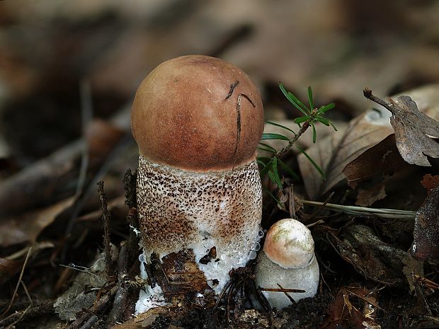 kozák dubový Leccinum aurantiacum (Bull.) Gray