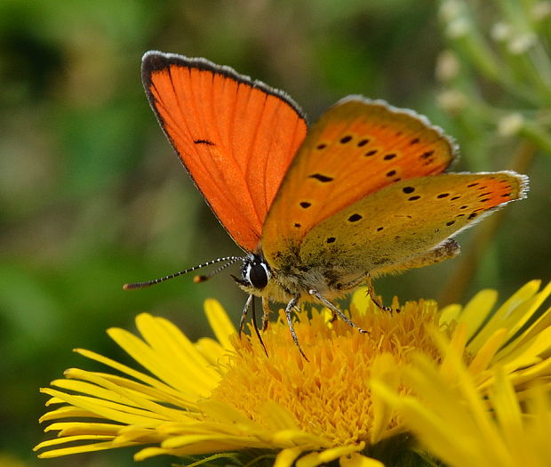 ohniváčik veľký  ♂ Lycaena dispar Haworth, 1802