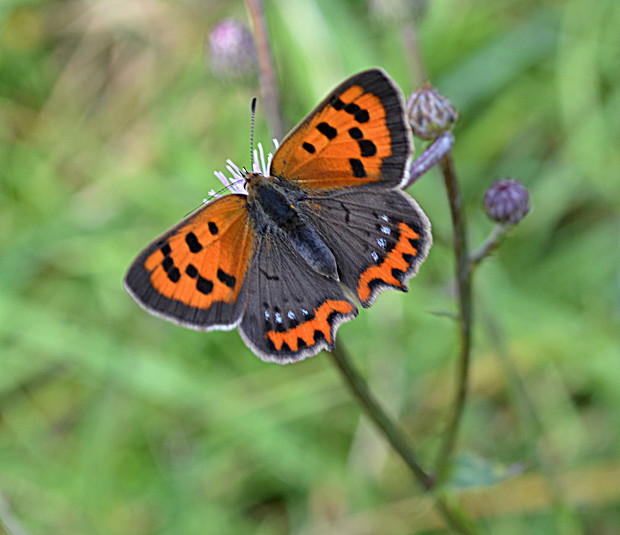 ohniváčik čiernokrídly Lycaena phlaeas