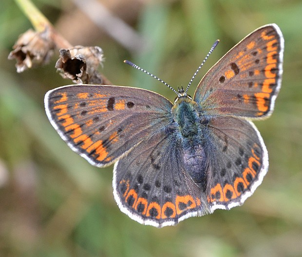 ohniváčik čiernoškvrnný Lycaena tityrus