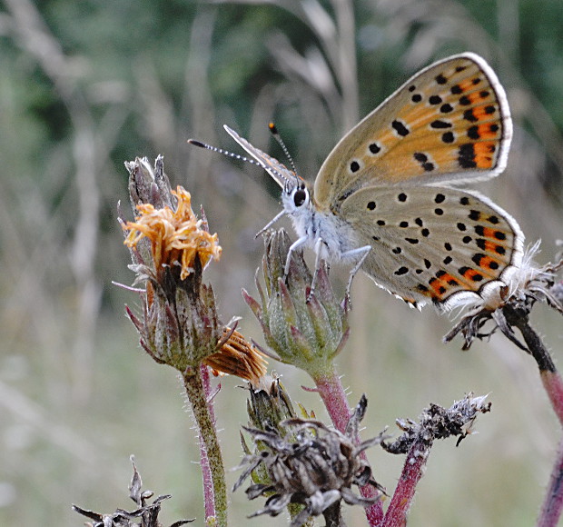 ohniváčik čiernoškvrnný Lycaena tityrus