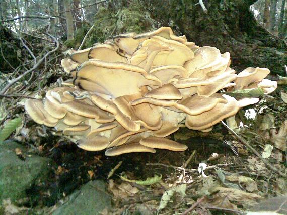 vejárovec obrovský Meripilus giganteus (Pers.) P. Karst.