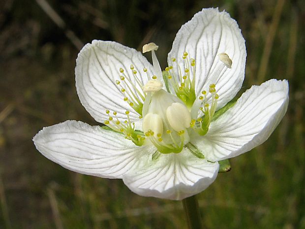bielokvet močiarny Parnassia palustris L.