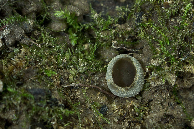 čiaška Peziza sp.